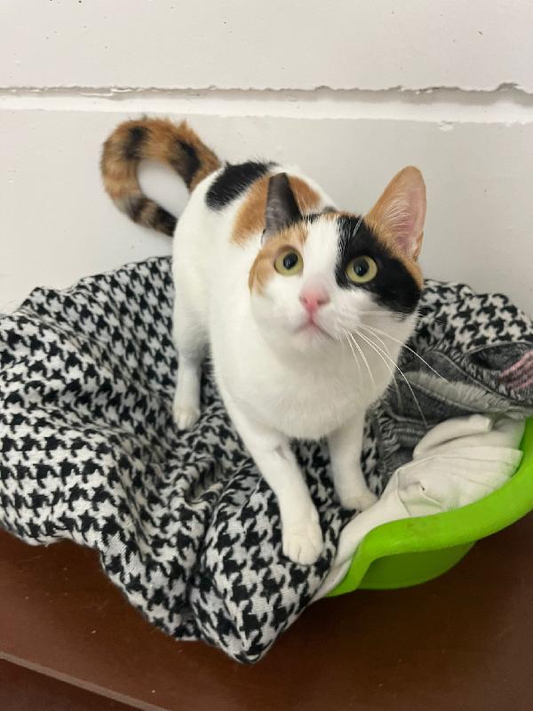 FATINA, tricolore di 6 mesi Foto 3